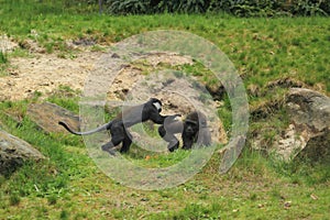 Young lowland gorilla and mountain monkey