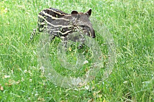 Young lowland tapir