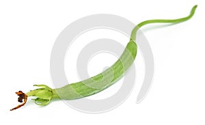 Young luffa or ridge gourd