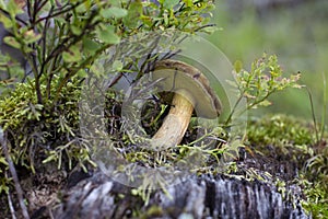 Young Lurid bolete Suillellus luridus  on a moss-covered tree stump