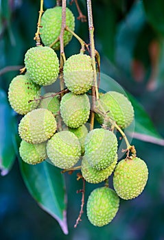 Young lychee fruit (asia fruit) on the tree.