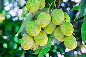 Young Lychee Fruit on the tree.