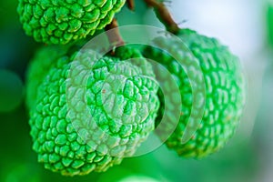 Young Lychee Fruit on the tree, Asia Fruit.