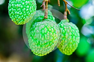 Young Lychee Fruit on the tree, Asia Fruit.