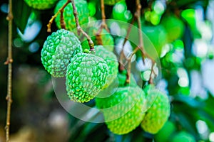 Young Lychee Fruit on the tree, Asia Fruit.