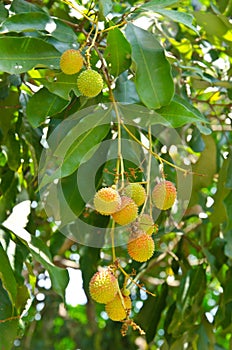 Young lychee fruit on tree