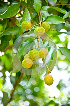 Young lychee fruit on tree