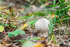 Young Lycoperdon perlatum mushroom known as common puffball.