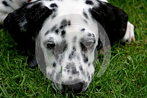 Young lying dalmatian dog