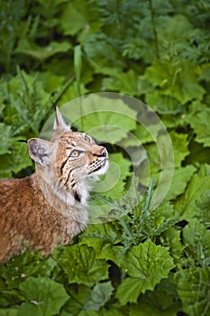 Young lynx