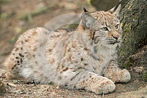 A young lynx is attentively in the forest