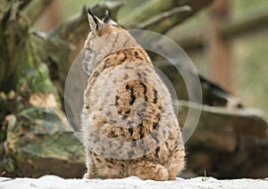 A young lynx is attentively in the forest