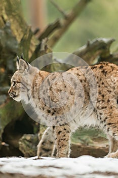 A young lynx is attentively in the forest
