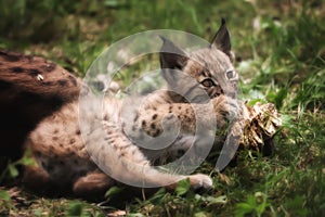 Young lynx bobcat