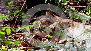 young lynx in a forest 4k 30fps video