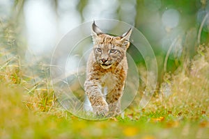 Young Lynx in green forest. Wildlife scene from nature. Walking Eurasian lynx, animal behaviour in habitat. Cub of wild cat from G