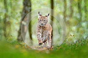 Young Lynx in green forest. Wildlife scene from nature. Walking Eurasian lynx, animal behaviour in habitat. Cub of wild cat from G