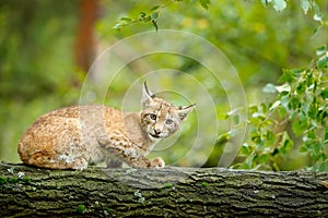 Young Lynx in green forest. Wildlife scene from nature. Walking Eurasian lynx, animal behaviour in habitat. Cub of wild cat from G