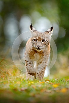 Young Lynx in green forest. Wildlife scene from nature. Walking Eurasian lynx, animal behaviour in habitat. Cub of wild cat from G