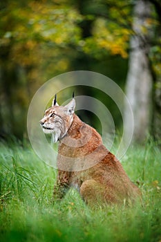Young Lynx in green forest. Wildlife scene from nature. Walking Eurasian lynx, animal behaviour in habitat. Cub of wild cat from G