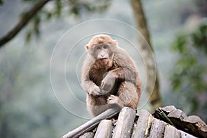 Young macaca mulatta