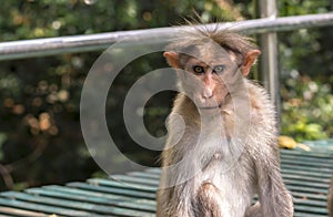 Young macaque with curious sharp stare