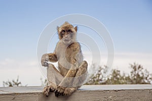 A young macaque on the Gibraltar rock.