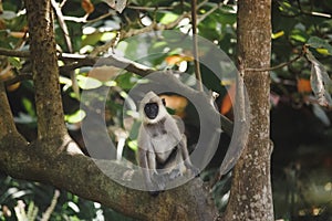 Young macaque monkey Gray Langur also known as Hanuman Langur endemic of Sri Lanka and India on the tree in rainforest