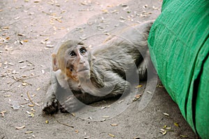 A young Macaque monkey laying down near Mount Popa.