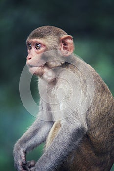 young macaque monkey with mouthfull of foods in india