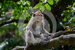 Young Macaque monkey, sitting on tree limb, looking in the distance. Forest in background.