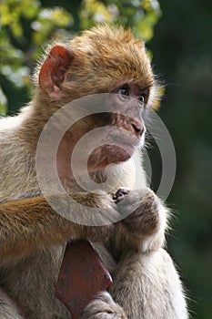 a young macaque sits on a railing, Gibraltar