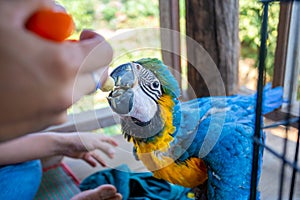 A young macaw is feeding a syringe. Blue-yellow macaw hand-fed food Hungry macaws