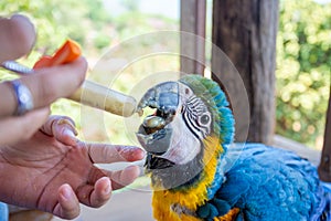 A young macaw is feeding a syringe. Blue-yellow macaw hand-fed food Hungry macaws