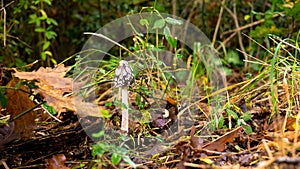 Young Macrolepiota procera mushroom in autumn bed