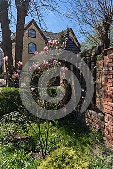 Young magnolia tree in bloom in Zelenogradsk