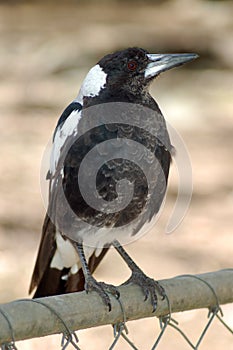 Young Magpie