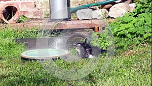 Young Magpie ,takes a bath under the garden shower in aexuberant and playful way.