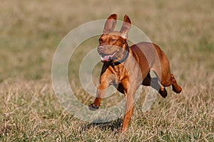 Young magyar vizsla dog puppy rages across the meadow and is photographed in flight