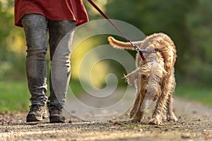 Young  Magyar Vizsla hound. female dog handler is walking with  dog on the road in a forest. Dog pulls on the leash