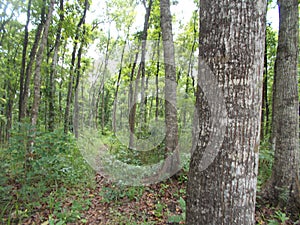 Young mahogany forest at grobogan, indonesia