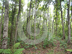 Young mahogany forest at java 2