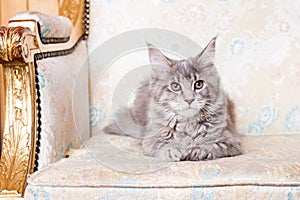 Young Maine Coon cat