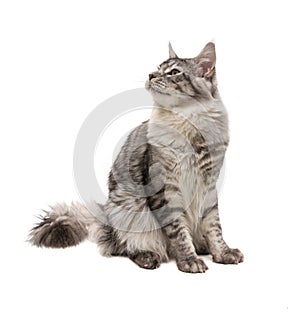 Young maine coon cat