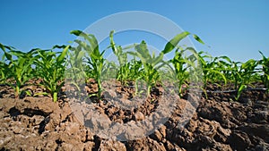 Young maize corn in cornfield on blue sky, low angle and slider shots