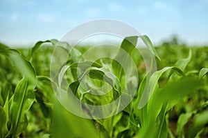 Young Maize Corn Crops Leaves in Field