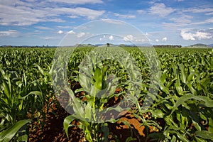 Young maize crop