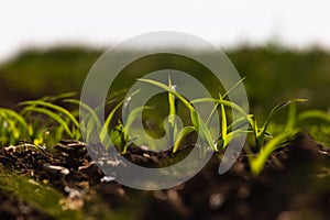 young maize plant and field
