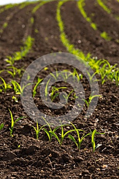 young maize plant and field