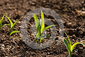 young maize plant and field